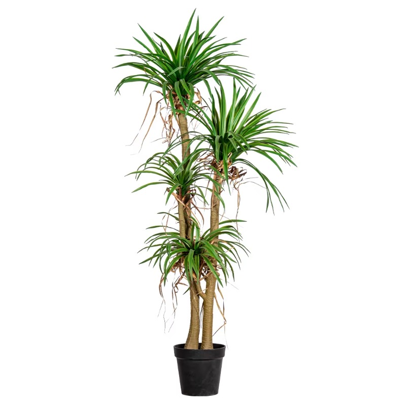 Dracaena Marginata - Arbre domestique intérieur/extérieur, simulation de Dracaena