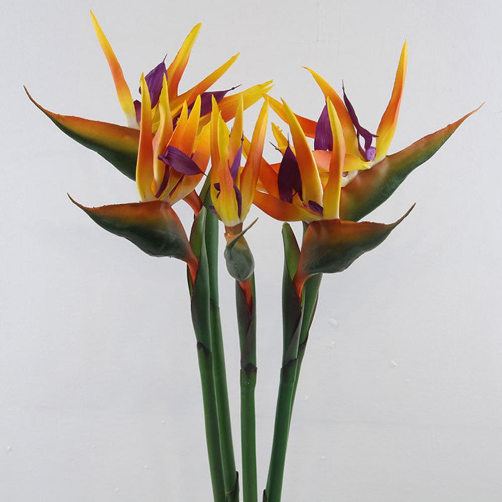 1pc 80cm fleur oiseau du parad - Bird Paradise Strelitzia avis et prix